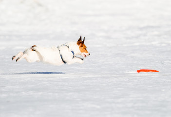Ideal flight by jumping dog