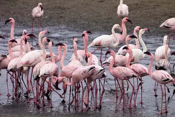 Photo sur Plexiglas Flamant lesser flamingo colony and Rosa Flamingo in Walvisbaai, Namibia