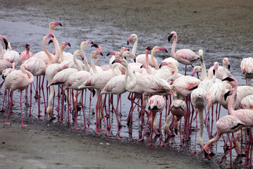 Fototapeta premium lesser flamingo colony and Rosa Flamingo in Walvisbaai, Namibia