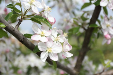 apple tree