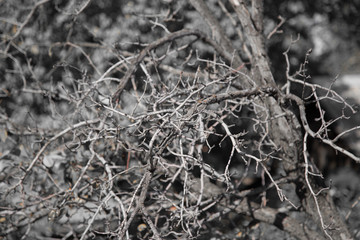 dry branches on the tree in nature