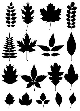 image of simple black silhouette of leaves