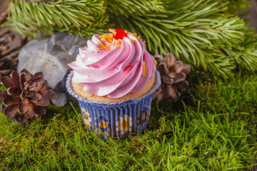Pine with cone and decoration. Xmas concept