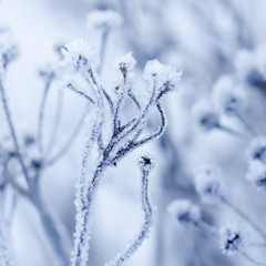 Frozen meadow plant