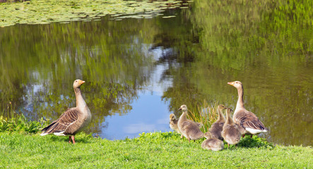 Geese and Their Goslings Out for a Stroll
