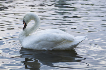 Swan on water
