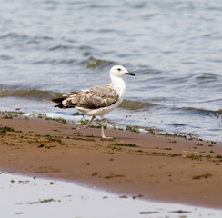 Gull on the lake