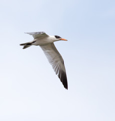 Fototapeta na wymiar seagull in flight in the sky