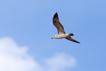 seagull in flight in the sky