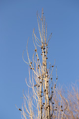 tree branches against the sky