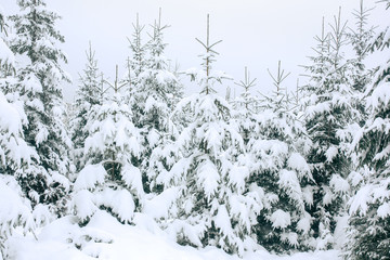 Beautiful winter landscape with snow covered trees