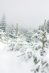 Beautiful winter landscape with snow covered trees