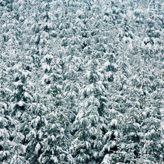 Beautiful winter background with snow covered trees