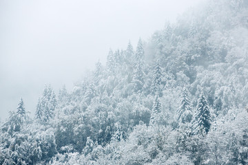 Beautiful winter landscape with snow covered trees