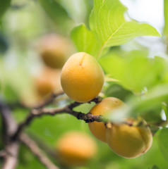 ripe apricots on the nature