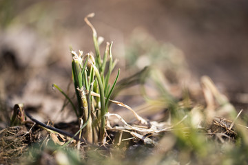 sprouting grass. macro