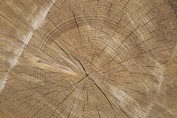 wood texture cut tree trunk