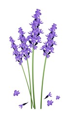 Naklejka premium Purple Lavender Flowers on A White Background
