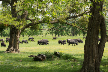 Water buffalo grazing