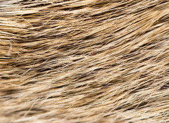 mouse fur as background