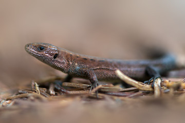 Viviparous lizard - Zootoca vivipara