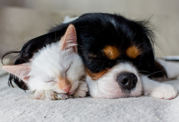 Comme chien et chat