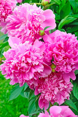 Pink peonies (Paeoniaceae)
