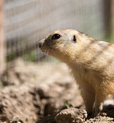 gopher at the zoo