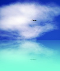 Fototapeta na wymiar Gabbiano in volo sul mare