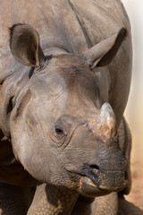 Fototapeta premium Rhinoceros