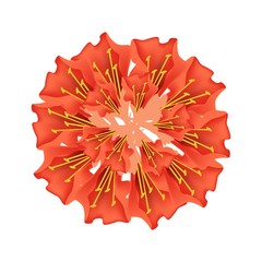 Red Scarlet Flame Bean or Brownea Ariza Flower