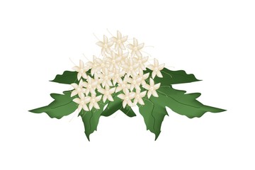 Beautiful Clerodendrum Paniculatum Flowers or Pagoda Flowers