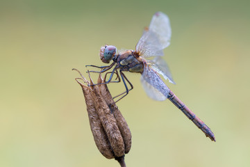 Sympetrum sp.