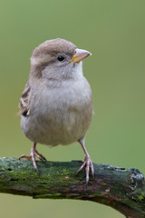 House sparrow - Passer domesticus