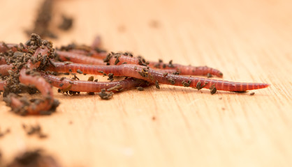 worm on wooden board