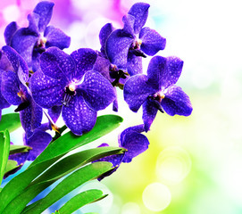 Naklejka premium Orchid flower close up