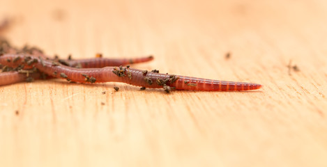 worm on wooden board