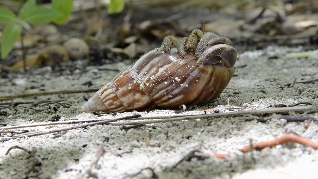 Hermit crab climbs and crawls out of seashells to the right of review. Close-up. The inhabitant of the island of Maldives Fihalhohi.