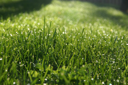 Grass-green-dew-2