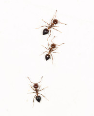 ants on a white wall