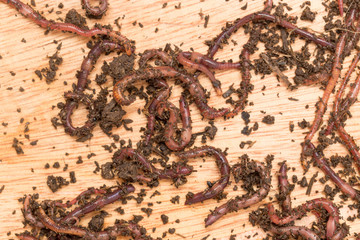 worm on wooden board