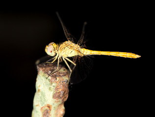 dragonfly in nature. close