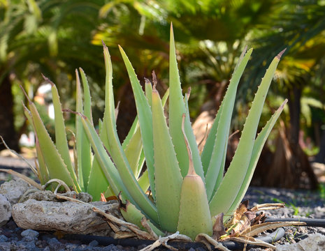 Aloe vera plants growing in the park,Tenerife,Canary Islands. Stock Photo |  Adobe Stock
