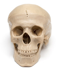 human skull on a white background