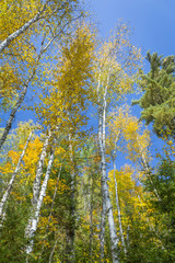 White Birch Trees (Betula papyrifera) in Autumn Against a Blue Sky - Ontario, Canada