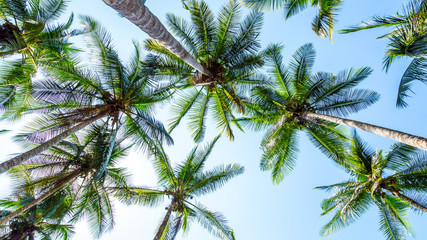 Obraz na płótnie Canvas Palmen an einem Strand in Costa Rica von unten fotografiert