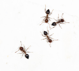 Fototapeta premium ants on a white wall
