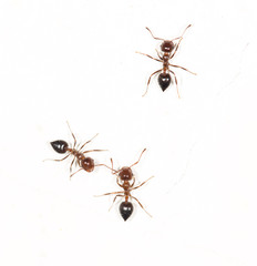 ants on a white wall