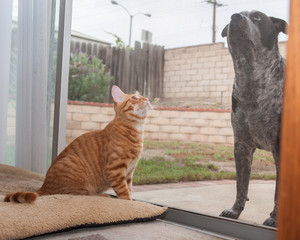 Naklejka premium Tabby kitten separated from dog pal by screen door