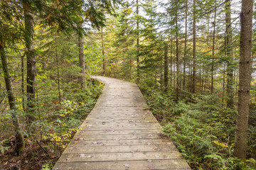 Boardwalk Leading Through a Coniferous Forest -  Ontario, Canada